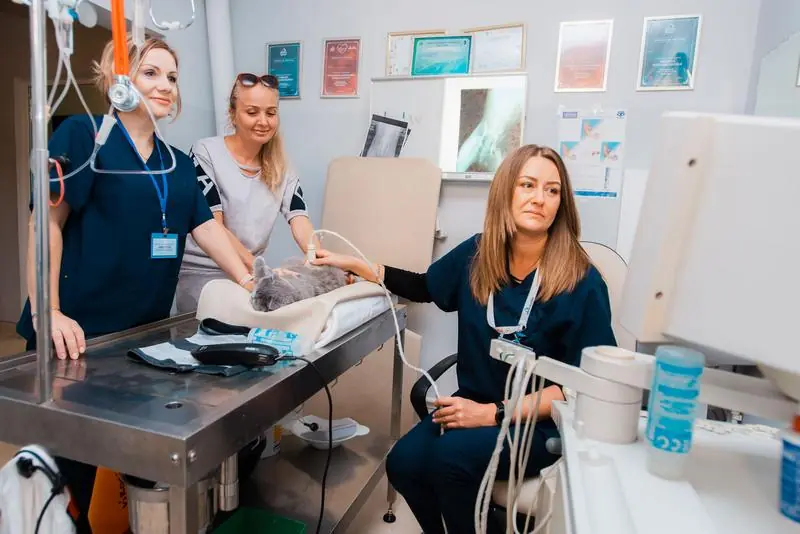 Echipa clinicii în timpul unei ecografii
